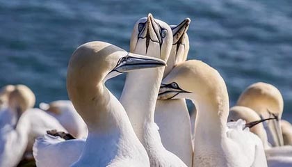 开云娱乐-羽毛球世青赛中国队力保团体冠军，羽毛球世青赛冠军名单