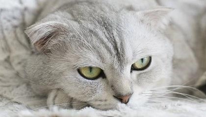 开云官网-世界杯中国女足战平 球迷热议技战术，女足世界杯2021中国