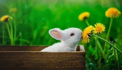 开云娱乐-羽毛球世青赛中国队力保团体冠军，羽毛球世青赛冠军名单