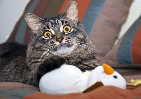 伊朗队在巴黎奥运会比赛中展现出高效的快攻配合,伊朗 奥运