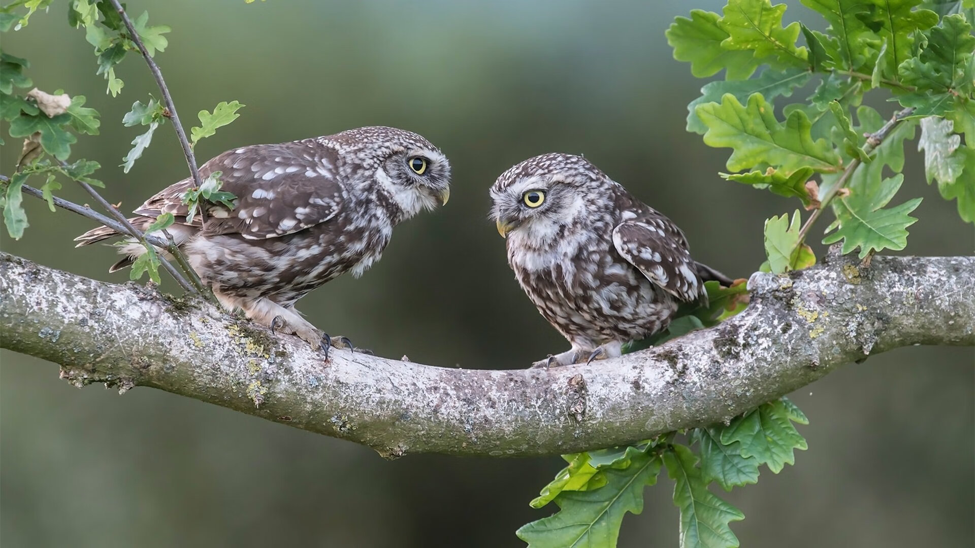 开云网页版登录入口-传奇“中场指挥官”揭秘：他们的战术艺术，传奇中场全集