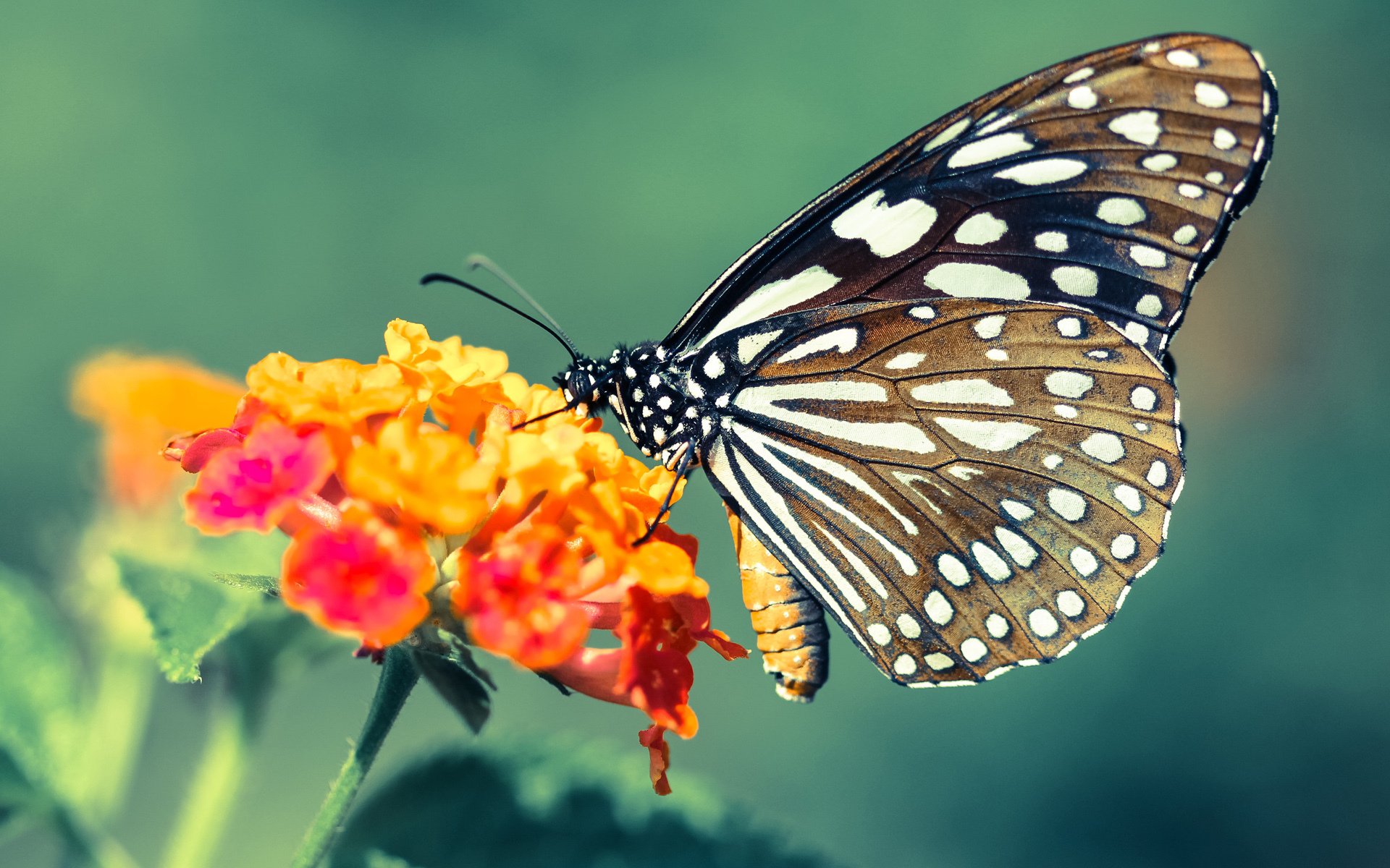 Kaiyun官方登录入口-荷兰马术协会举办国际马术科技大会，推动行业技术交流与合作。