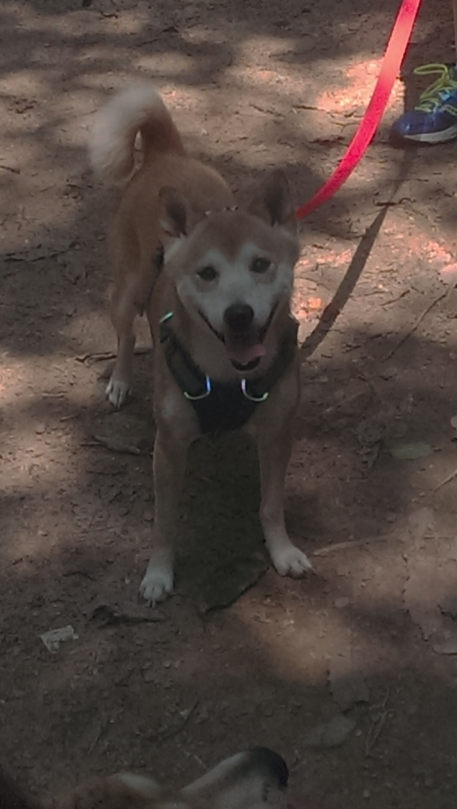 足球场馆智能化管理逐步普及，节能环保效果显著，足球场馆运营方案