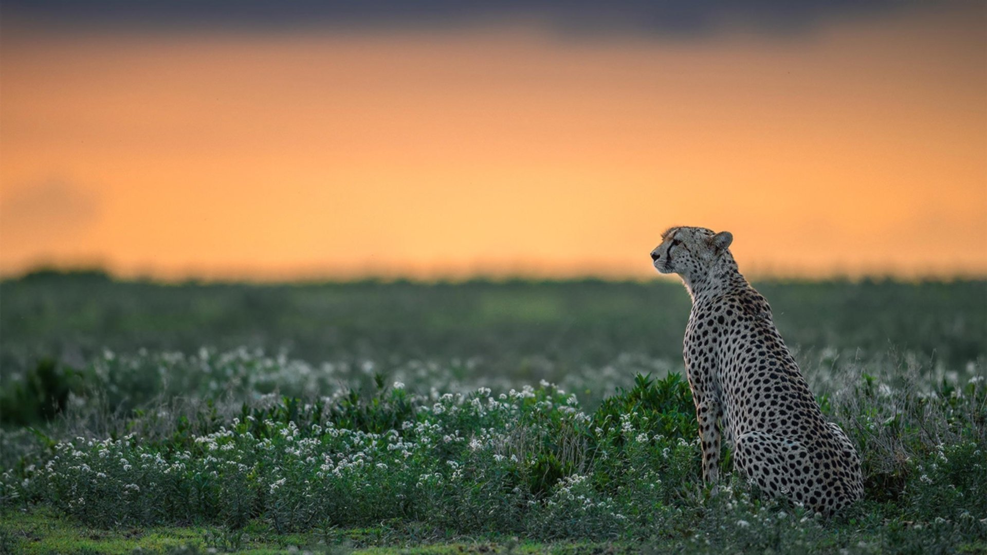 开云·体育官网APP下载-转会市场消息：哪些球员可能冲击欧冠冠军？，欧冠谁有可能夺冠