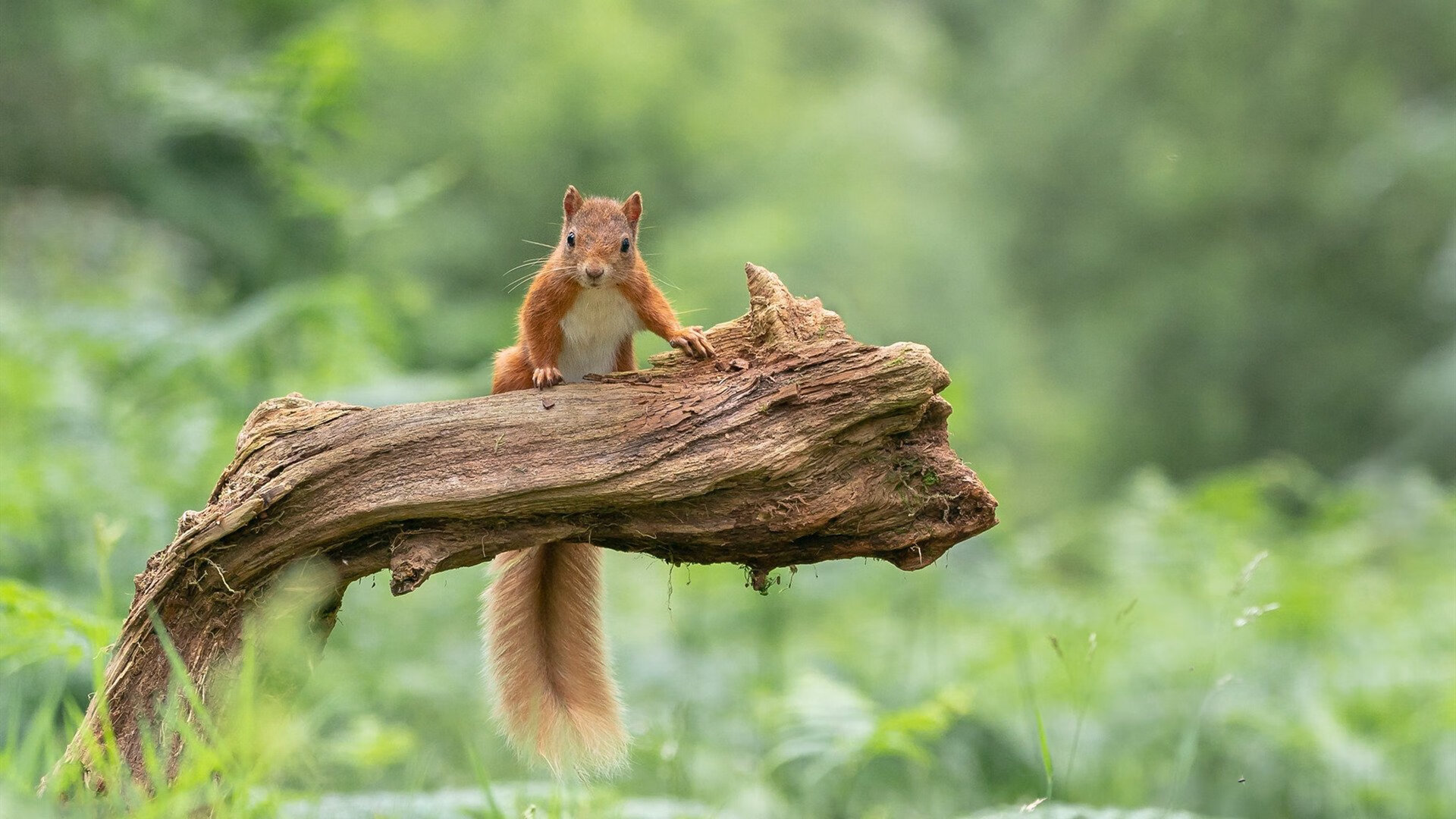 kaiyun.com-亚洲顶尖俱乐部足球赛事火热进行中，亚洲顶级足球联赛