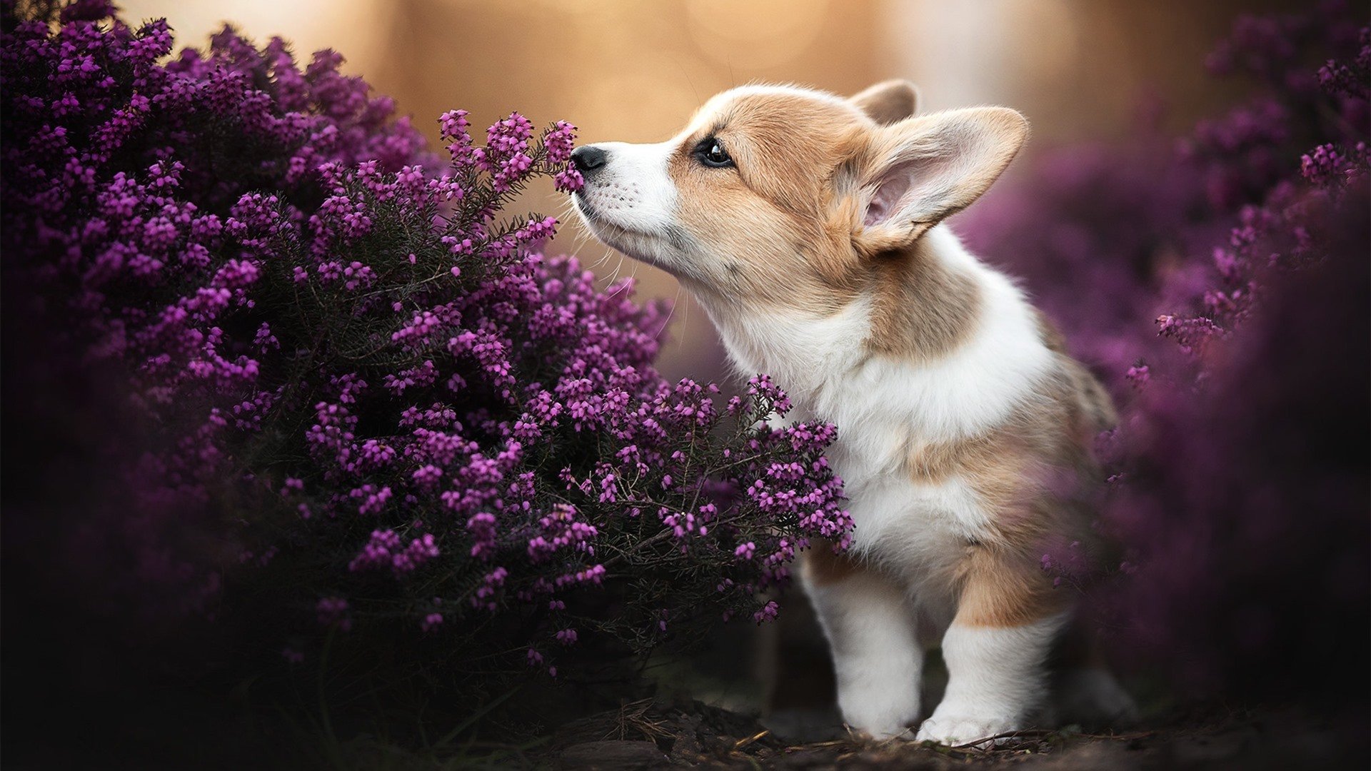 开云体育APP下载-云南翡翠队主场不敌广州王朝队，遭遇两连败，云南翡翠商会