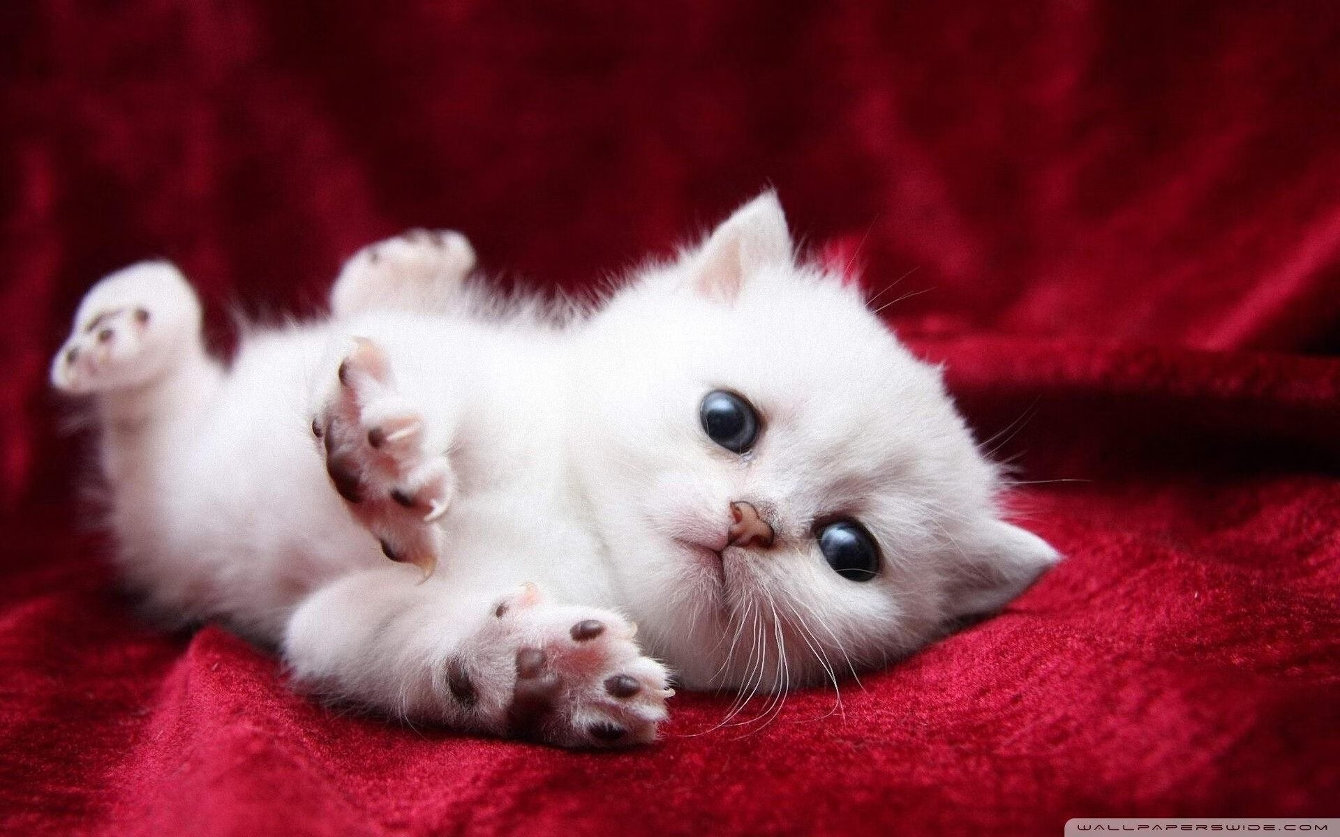 冬奥神队?墨西哥靠足球冰场逆天翻盘,奥运会 墨西哥