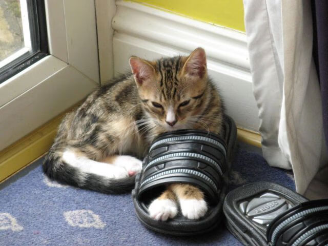 开云·Kaiyun网页版-南安普顿迎战切尔西，力求保级关键战，南安普顿和切尔西