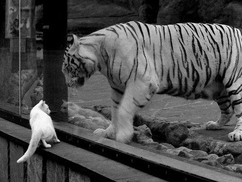 奥斯汀马刺新秀突破表现亮眼，马刺签下奥卡福