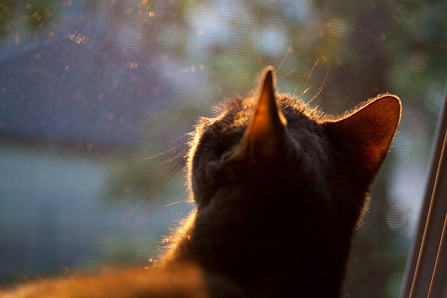 拜仁慕尼黑客场2-0战胜沙尔克04，继续保持不败，拜仁慕尼黑客场球服