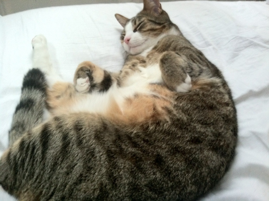 格列兹曼梅开二度,马竞击败巴伦西亚,格列兹曼破门 马竞2-2遭莱万特绝平