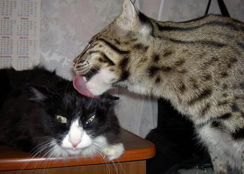 开云网页版-湖人后卫因伤缺阵，球队战力下降，湖人 得分后卫