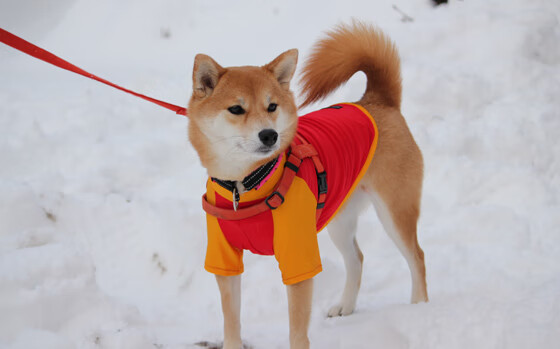 里尔力克斯特拉斯堡，继续保持不败，里里尔克