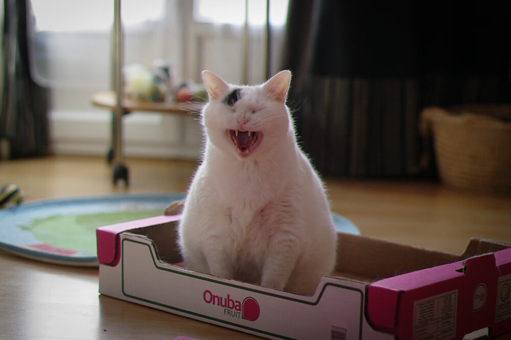 中国足球球员场上视野覆盖模型建立，足球运动员在一瞬间把握球场上对方球员的布局漏洞