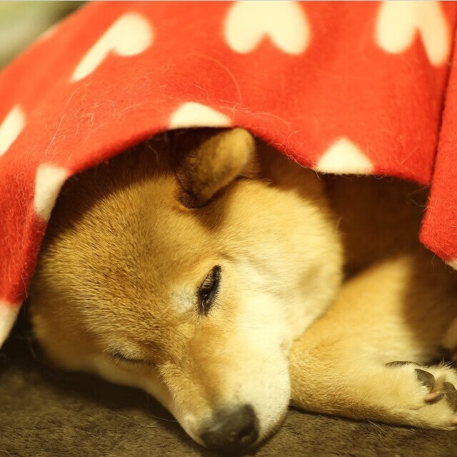 英超球队结合运动生理数据优化恢复周期，英超球队训练时间