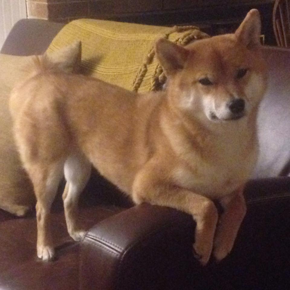 逆袭传奇:逆境中崛起的欧洲球队故事,欧冠史诗级逆转