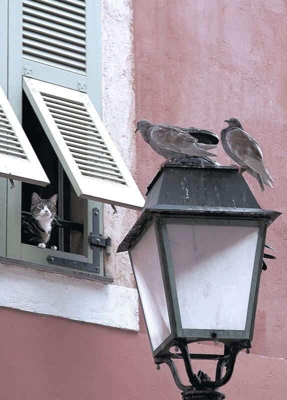 广东队后场双枪配合默契助力关键胜利,广东队后卫排名最新