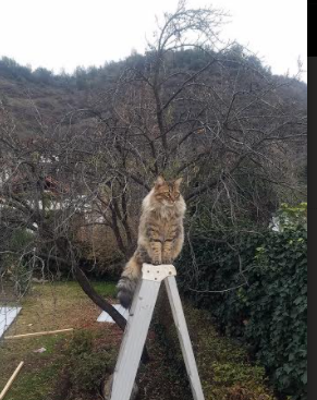 Kaiyun(中国)开云-希腊男篮在欧洲锦标赛中继续领先，领跑冠军争夺战，希腊男篮什么水平