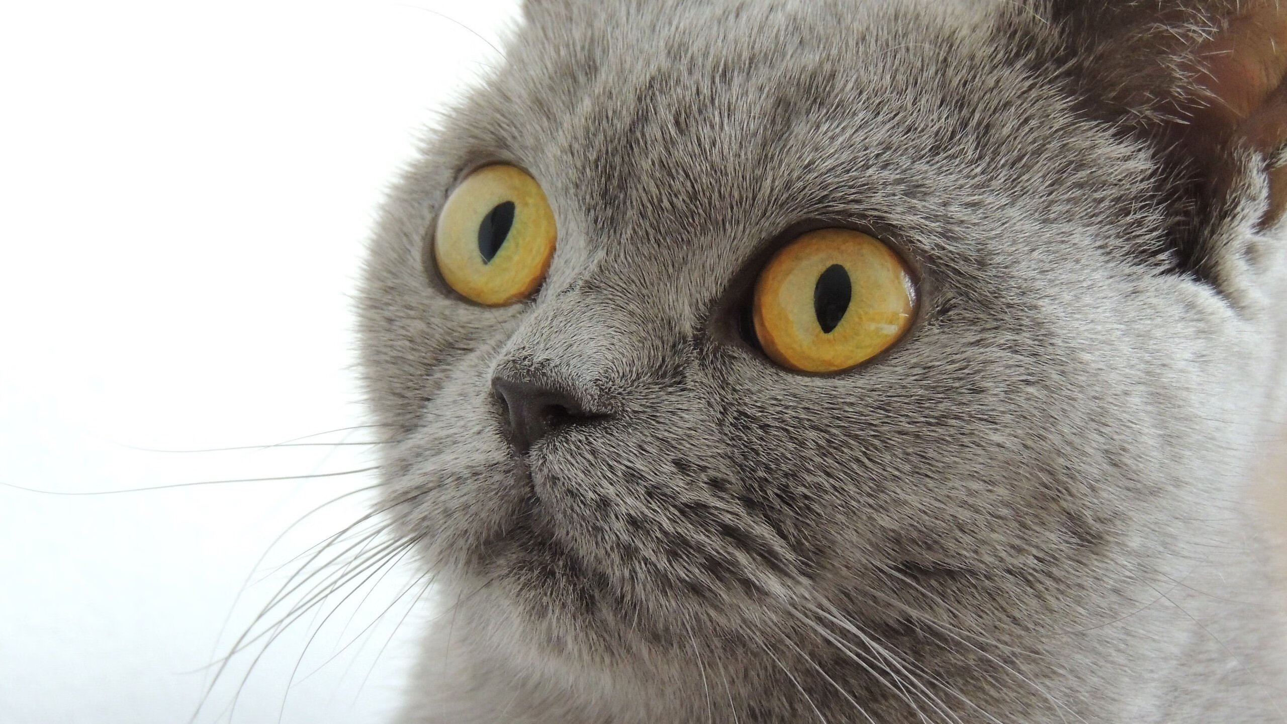 意式速度 西蒙·切拉苏奥洛50蛙秀操作