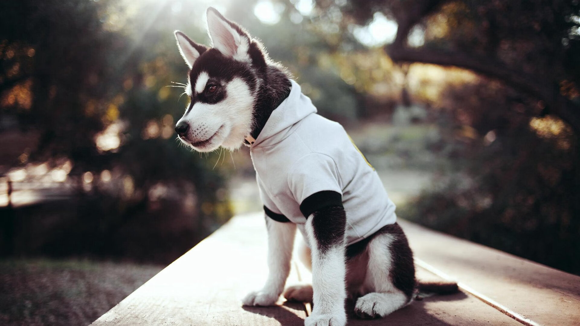 法甲惊险盘球:天才技巧引发疯狂欢呼,法甲盘路解析 宝哥