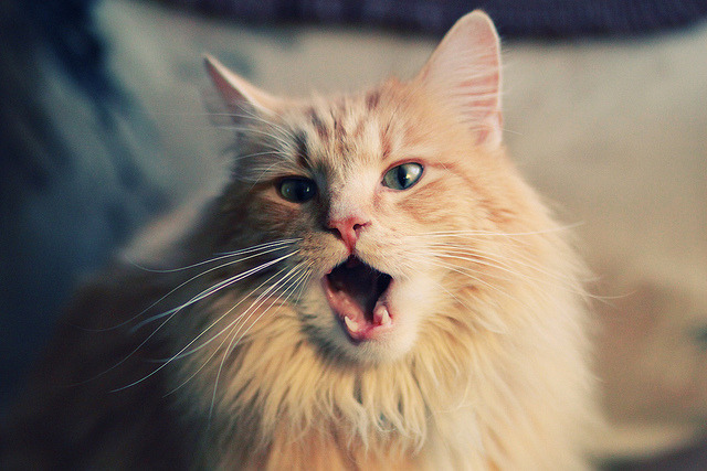 澳大利亚袋鼠队：如何利用球员的综合能力打破对手防线，袋鼠澳大利亚度百科