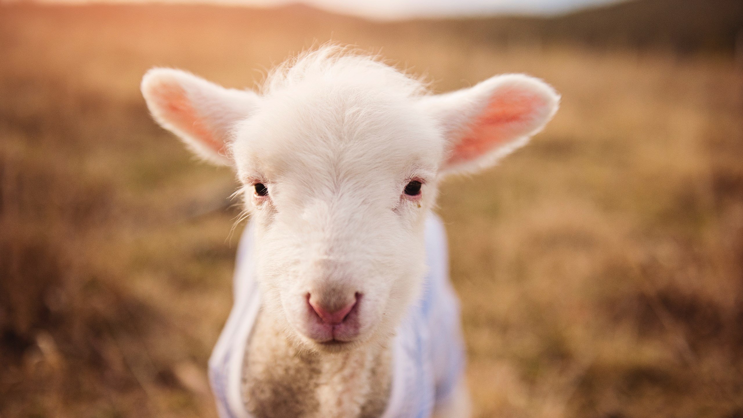 KAIYUNAPP-西班牙男篮在欧洲锦标赛中表现出色，夺得金牌