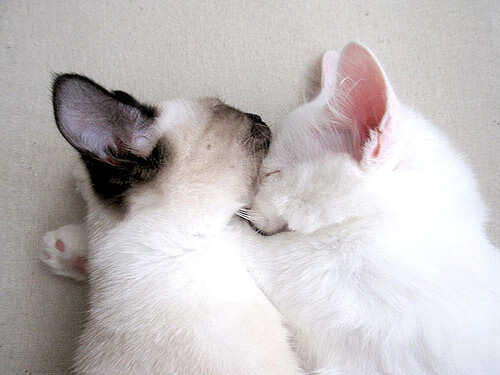 足球场馆数字化管理平台正式上线，提升运营效率，足球场管理系统app